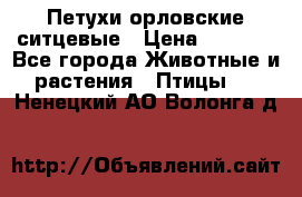 Петухи орловские ситцевые › Цена ­ 1 000 - Все города Животные и растения » Птицы   . Ненецкий АО,Волонга д.